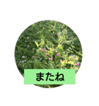 大きな文字  ＆                 シンプル（個別スタンプ：5）