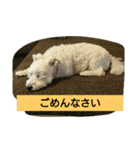 大きな文字  ＆                 シンプル（個別スタンプ：6）