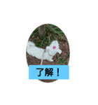 大きな文字  ＆                 シンプル（個別スタンプ：7）
