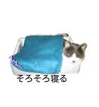 こはちゃんぷ（個別スタンプ：1）