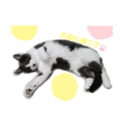 こはちゃんぷ（個別スタンプ：2）