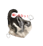 こはちゃんぷ（個別スタンプ：3）