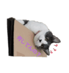 こはちゃんぷ（個別スタンプ：4）