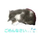 こはちゃんぷ（個別スタンプ：5）