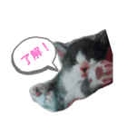 こはちゃんぷ（個別スタンプ：7）