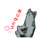 こはちゃんぷ（個別スタンプ：9）