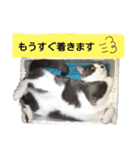 こはちゃんぷ（個別スタンプ：10）