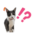 こはちゃんぷ（個別スタンプ：11）