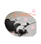 こはちゃんぷ（個別スタンプ：16）