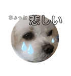 レノン大好き！2（個別スタンプ：12）