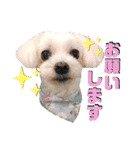 レノン大好き！2（個別スタンプ：36）