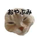 俺はコンリョンだ（個別スタンプ：7）