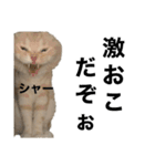 俺はコンリョンだ（個別スタンプ：8）