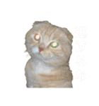 俺はコンリョンだ（個別スタンプ：15）