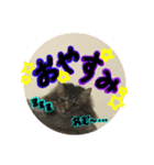 キャベちゃんスタンプ（個別スタンプ：2）
