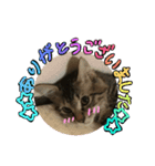 キャベちゃんスタンプ（個別スタンプ：3）