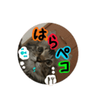 キャベちゃんスタンプ（個別スタンプ：4）
