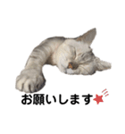 ねこのヒカルちゃんスタンプ（個別スタンプ：2）