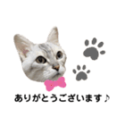ねこのヒカルちゃんスタンプ（個別スタンプ：3）