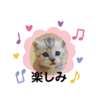ねこのヒカルちゃんスタンプ（個別スタンプ：6）