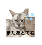 ねこのヒカルちゃんスタンプ（個別スタンプ：7）