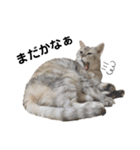 ねこのヒカルちゃんスタンプ（個別スタンプ：14）