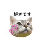 ねこのヒカルちゃんスタンプ（個別スタンプ：16）