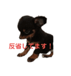 チワワのみるくあずき②（個別スタンプ：7）