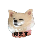 チワワのみるくあずき②（個別スタンプ：8）