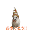 チワワのみるくあずき②（個別スタンプ：13）
