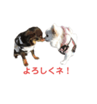 チワワのみるくあずき②（個別スタンプ：14）
