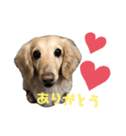 河合くっきー（個別スタンプ：1）
