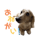 河合くっきー（個別スタンプ：12）