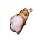ポメラニアンの生活（個別スタンプ：2）