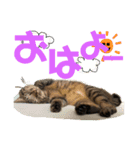 キジトラにゃんこの敬語とタメ語（個別スタンプ：1）