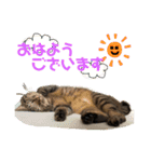 キジトラにゃんこの敬語とタメ語（個別スタンプ：2）