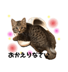 キジトラにゃんこの敬語とタメ語（個別スタンプ：3）