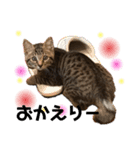 キジトラにゃんこの敬語とタメ語（個別スタンプ：4）
