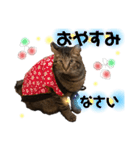 キジトラにゃんこの敬語とタメ語（個別スタンプ：6）