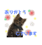 キジトラにゃんこの敬語とタメ語（個別スタンプ：9）