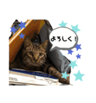 キジトラにゃんこの敬語とタメ語（個別スタンプ：13）