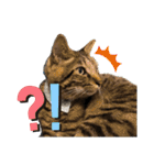 キジトラにゃんこの敬語とタメ語（個別スタンプ：21）