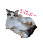 ねこみみの日常（個別スタンプ：1）