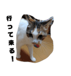 ねこみみの日常（個別スタンプ：3）