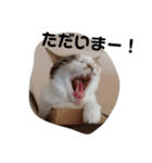 ねこみみの日常（個別スタンプ：4）