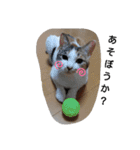 ねこみみの日常（個別スタンプ：5）