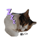 ねこみみの日常（個別スタンプ：6）
