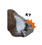 ねこみみの日常（個別スタンプ：7）