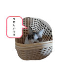 ねこみみの日常（個別スタンプ：8）