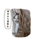 ねこみみの日常（個別スタンプ：9）